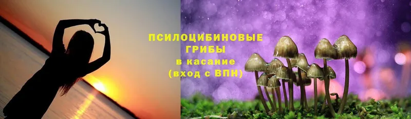 kraken сайт  Шахты  Галлюциногенные грибы Psilocybe 